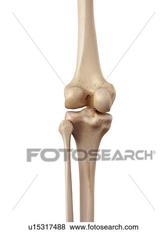 Stock Photo - Human knee anatomy. Fotosearch