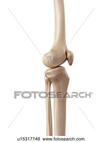 Human knee anatomy View Large Photo Image Stock Photo - Human knee anatomy. Fotosearch