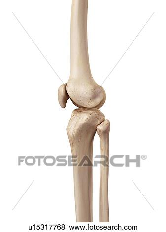 Human knee anatomy View Large Photo Image Stock Photo - Human knee anatomy. Fotosearch