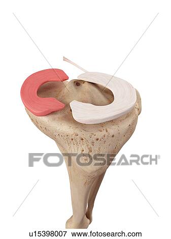 Stock Photo - Human knee anatomy. Fotosearch