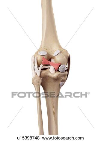 Stock Photo - Human knee anatomy. Fotosearch