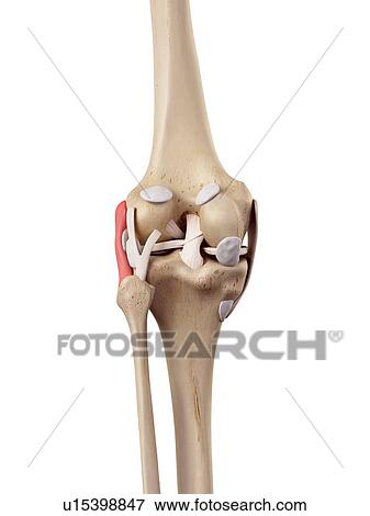 Human knee anatomy View Large Photo Image Stock Photo - Human knee anatomy. Fotosearch