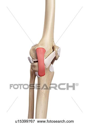 Stock Photo - Human knee anatomy. Fotosearch