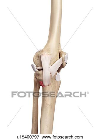 Human knee anatomy View Large Photo Image Stock Photo - Human knee anatomy. Fotosearch