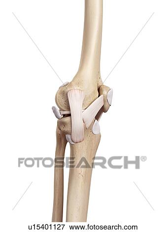 Human knee anatomy View Large Photo Image Stock Photo - Human knee anatomy. Fotosearch