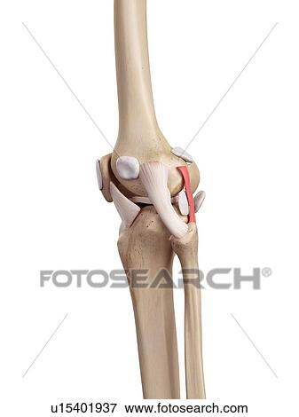 Human knee anatomy View Large Photo Image Stock Photo - Human knee anatomy. Fotosearch