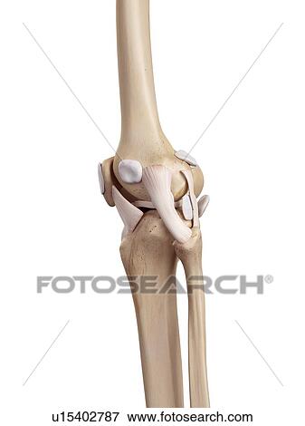 Human knee anatomy View Large Photo Image Stock Photo - Human knee anatomy. Fotosearch