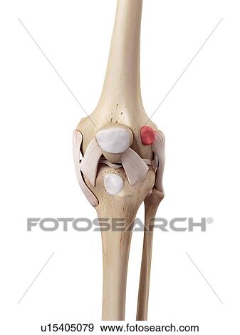 Human knee anatomy View Large Photo Image Stock Photo - Human knee anatomy. Fotosearch