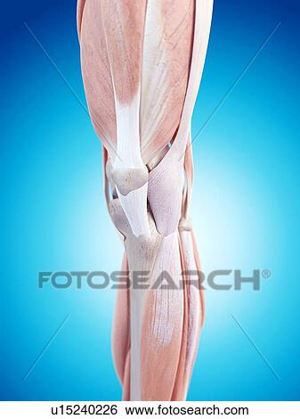 Stock Photograph - Human knee anatomy. Fotosearch