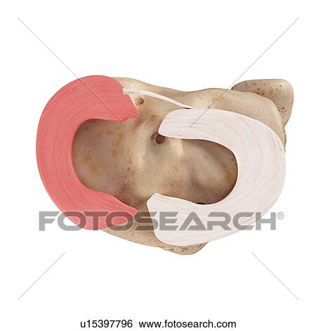 Stock Photograph - Human knee anatomy. Fotosearch