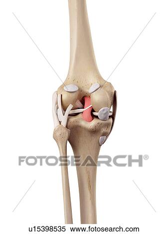 Stock Photography - Human knee anatomy. Fotosearch