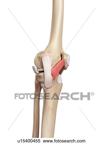 Human knee anatomy View Large Photo Image Stock Photography - Human knee anatomy. Fotosearch