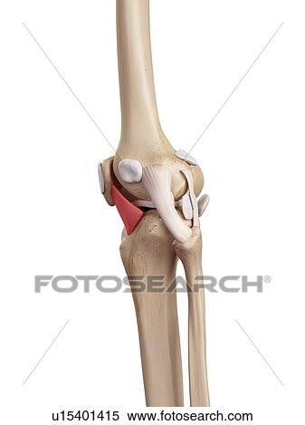 Human knee anatomy View Large Photo Image Stock Photography - Human knee anatomy. Fotosearch