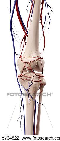 Stock Image - Human knee bones. Fotosearch