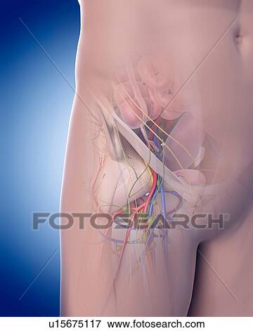 Stock Photo - Human knee bones. Fotosearch