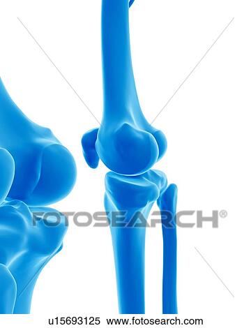 Human knee bones View Large Photo Image Stock Photography - Human knee bones. Fotosearch