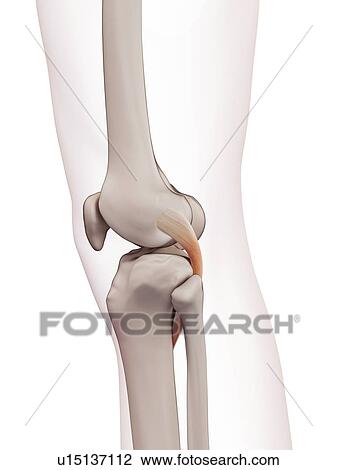 Stock Image - Human knee muscles. Fotosearch
