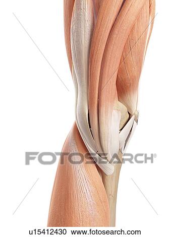 Stock Image - Human knee muscles. Fotosearch