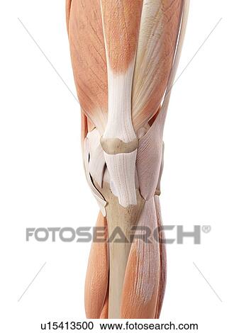 Stock Image - Human knee muscles. Fotosearch
