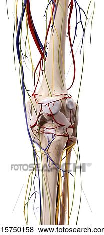 Stock Photo - Human knee muscles. Fotosearch