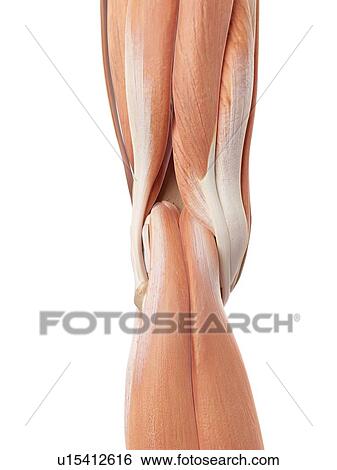Stock Photograph - Human knee muscles. Fotosearch