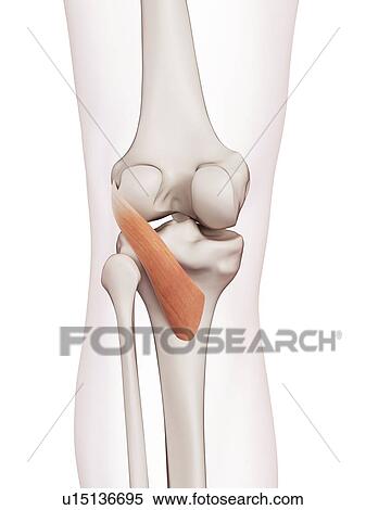 Stock Photography - Human knee muscles. Fotosearch