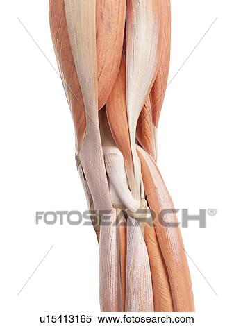 Stock Photography - Human knee muscles. Fotosearch