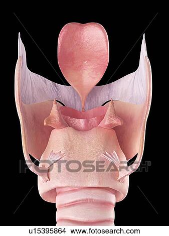 Picture - Human larynx. Fotosearch