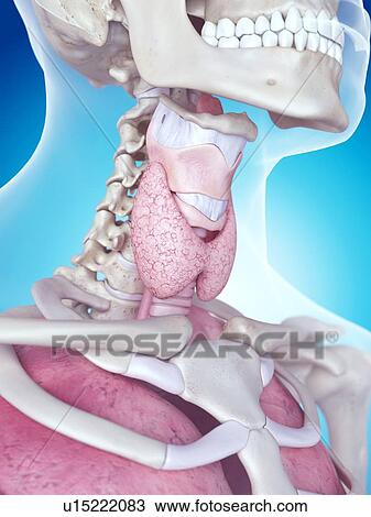 Stock Image - Human larynx. Fotosearch