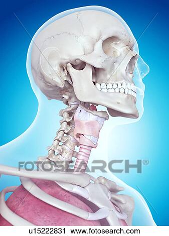 Human larynx View Large Photo Image Stock Image - Human larynx. Fotosearch