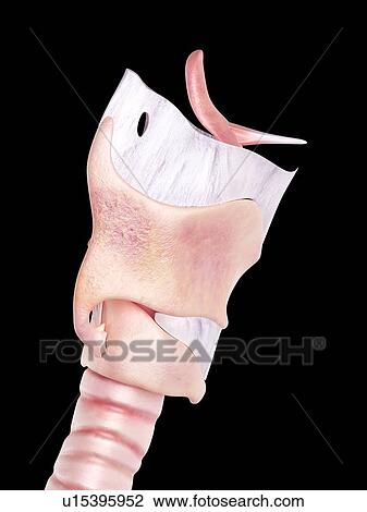 Human larynx View Large Photo Image Stock Image - Human larynx. Fotosearch