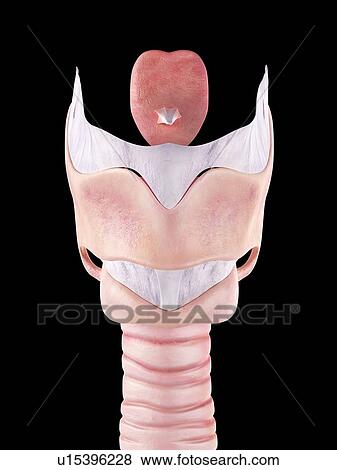 Human larynx View Large Photo Image Stock Photo - Human larynx. Fotosearch