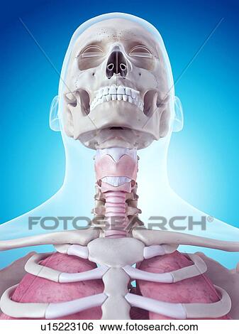 Stock Photograph - Human larynx. Fotosearch
