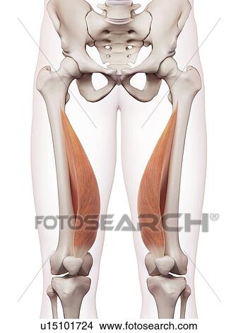 Human leg muscles View Large Photo Image Picture - Human leg muscles. Fotosearch
