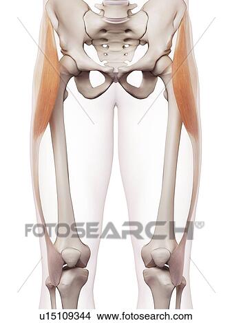Human leg muscles View Large Photo Image Picture - Human leg muscles. Fotosearch