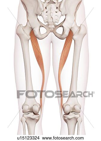 Human leg muscles View Large Photo Image Picture - Human leg muscles. Fotosearch