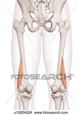Human leg muscles View Large Photo Image Picture - Human leg muscles. Fotosearch
