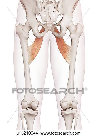 Human leg muscles View Large Photo Image Picture - Human leg muscles. Fotosearch