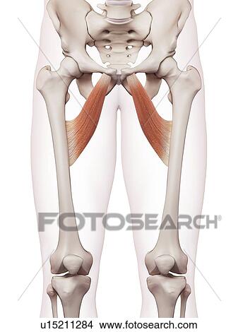 Human leg muscles View Large Photo Image Picture - Human leg muscles. Fotosearch