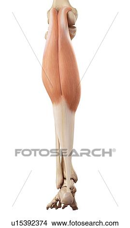 Picture - Human leg muscles. Fotosearch