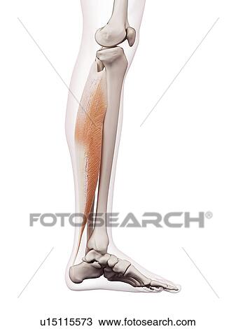 Stock Image - Human leg muscles. Fotosearch