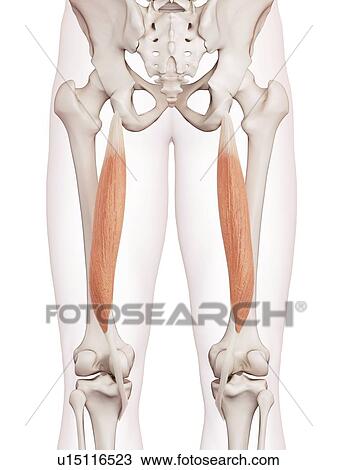 Human leg muscles View Large Photo Image Stock Image - Human leg muscles. Fotosearch