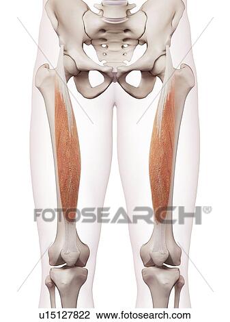 Human leg muscles View Large Photo Image Stock Image - Human leg muscles. Fotosearch