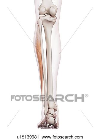Stock Image - Human leg muscles. Fotosearch