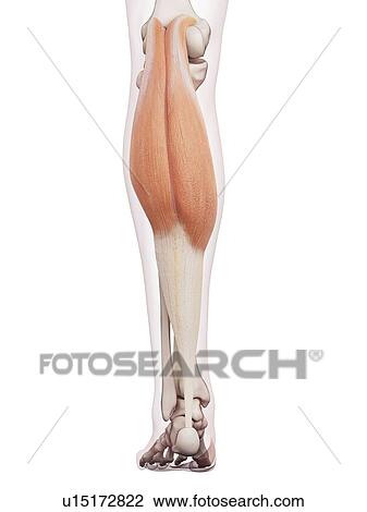 Human leg muscles View Large Photo Image Stock Image - Human leg muscles. Fotosearch