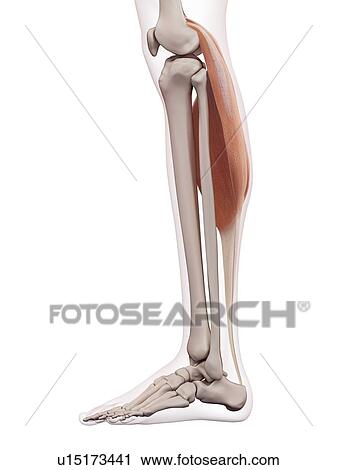 Human leg muscles View Large Photo Image Stock Image - Human leg muscles. Fotosearch