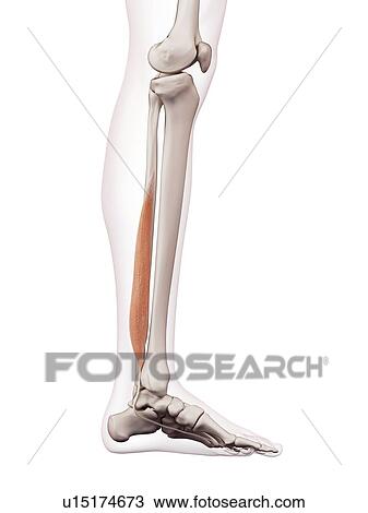Stock Image - Human leg muscles. Fotosearch