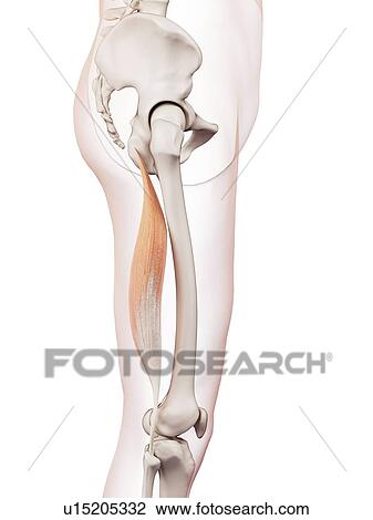 Human leg muscles View Large Photo Image Stock Image - Human leg muscles. Fotosearch