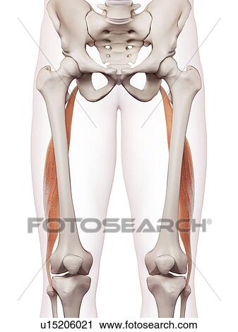 Stock Image - Human leg muscles. Fotosearch