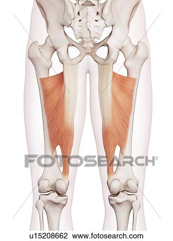Human leg muscles View Large Photo Image Stock Image - Human leg muscles. Fotosearch